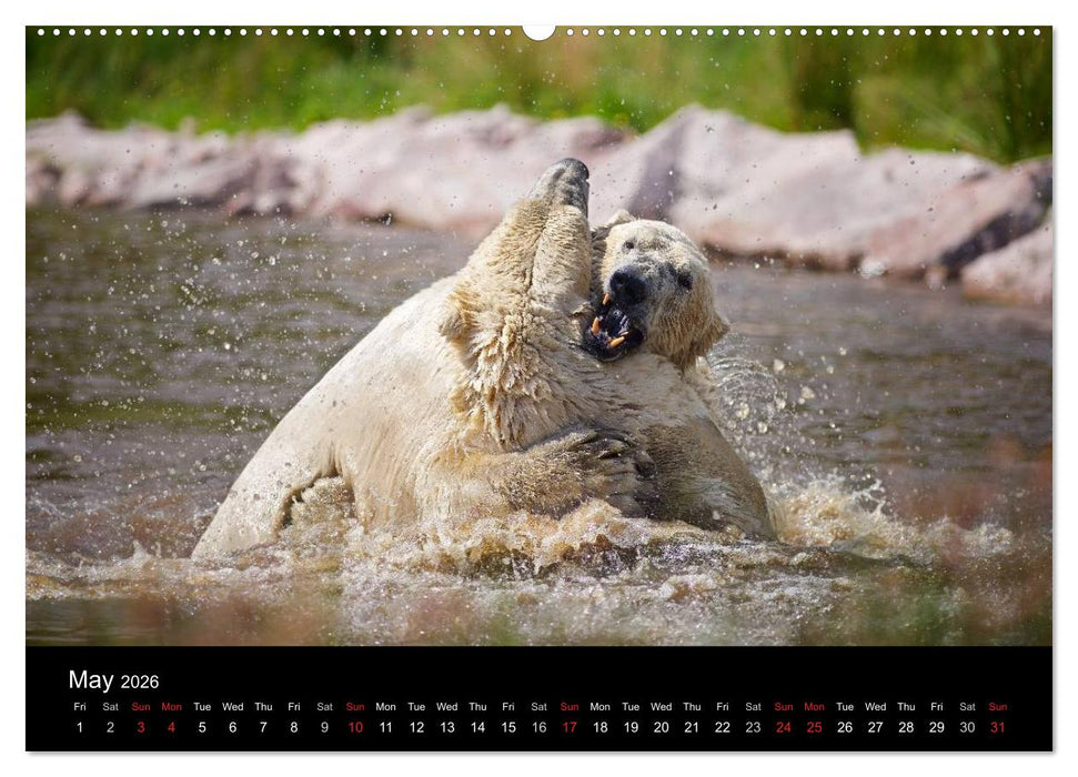 POLAR BEARS - ARCTIC LEGENDS (CALVENDO Premium-Calendar 2026)