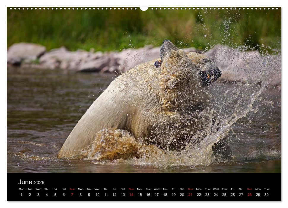 POLAR BEARS - ARCTIC LEGENDS (CALVENDO Premium-Calendar 2026)