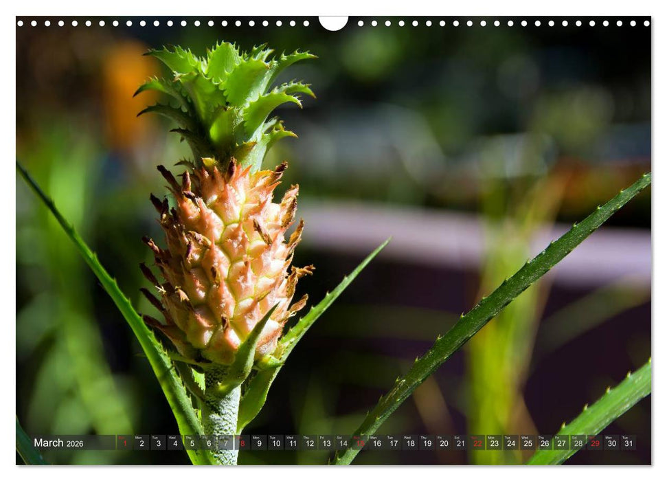 Amazing Costa Rica (CALVENDO Monthly Calendar 2026)