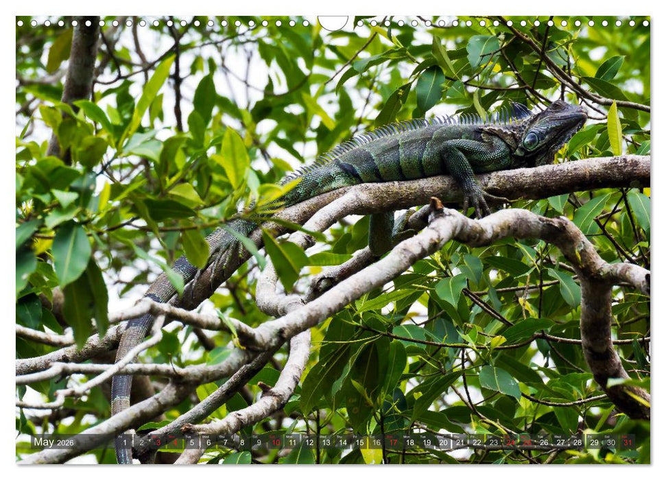 Amazing Costa Rica (CALVENDO Monthly Calendar 2026)