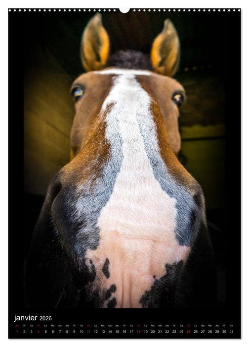 Chevaux en Portraits (CALVENDO Calendrier supérieur 2026)