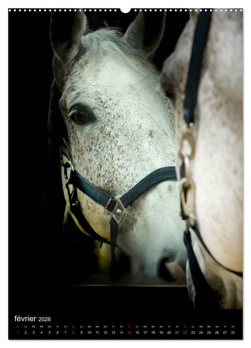 Chevaux en Portraits (CALVENDO Calendrier supérieur 2026)