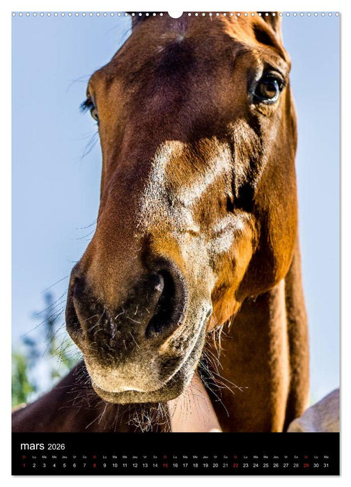 Chevaux en Portraits (CALVENDO Calendrier supérieur 2026)