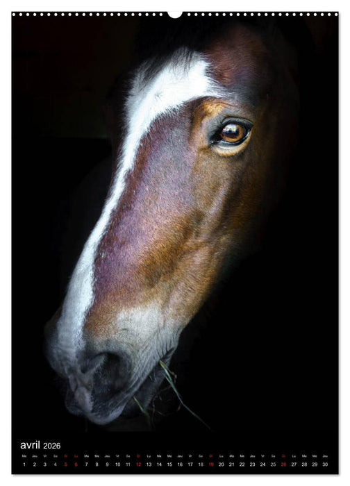Chevaux en Portraits (CALVENDO Calendrier supérieur 2026)