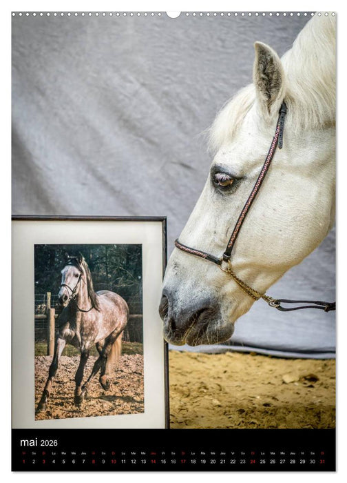 Chevaux en Portraits (CALVENDO Calendrier supérieur 2026)