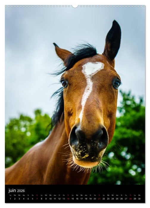 Chevaux en Portraits (CALVENDO Calendrier supérieur 2026)