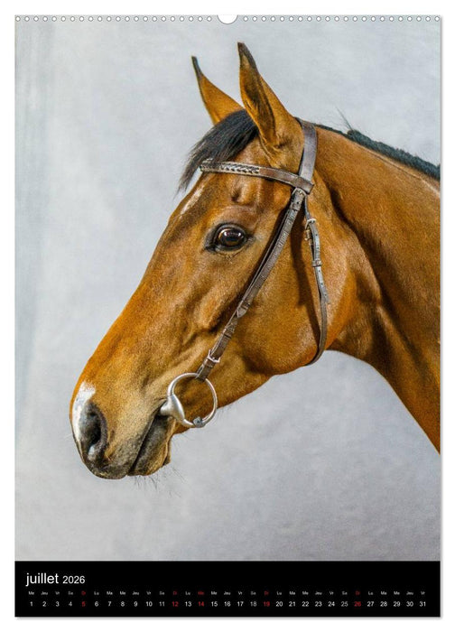 Chevaux en Portraits (CALVENDO Calendrier supérieur 2026)