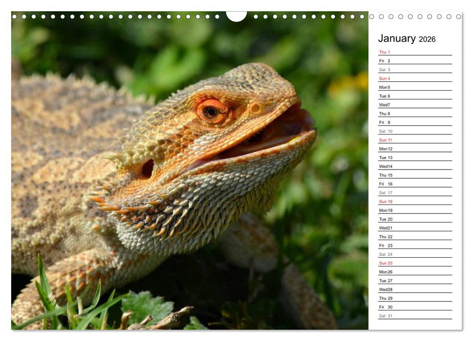 Close to Australian Bearded Dragons (CALVENDO Monthly Calendar 2026)