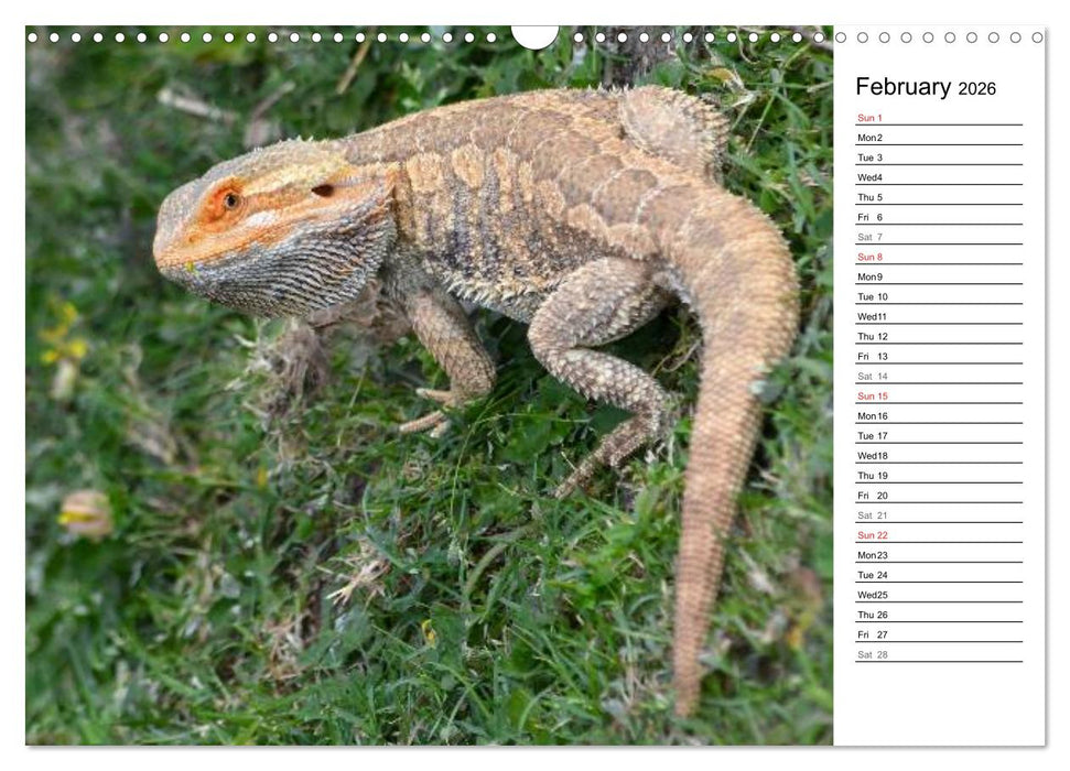 Close to Australian Bearded Dragons (CALVENDO Monthly Calendar 2026)