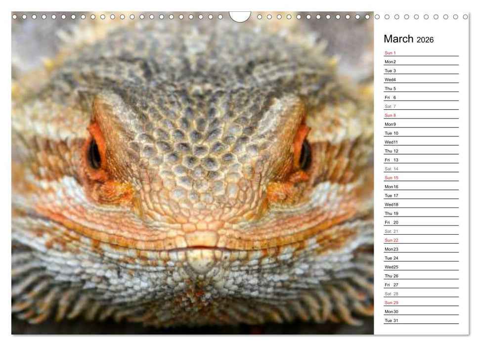 Close to Australian Bearded Dragons (CALVENDO Monthly Calendar 2026)