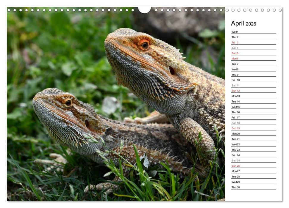 Close to Australian Bearded Dragons (CALVENDO Monthly Calendar 2026)