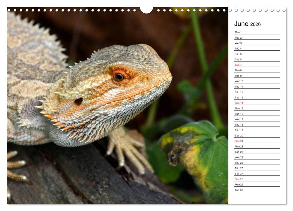Close to Australian Bearded Dragons (CALVENDO Monthly Calendar 2026)