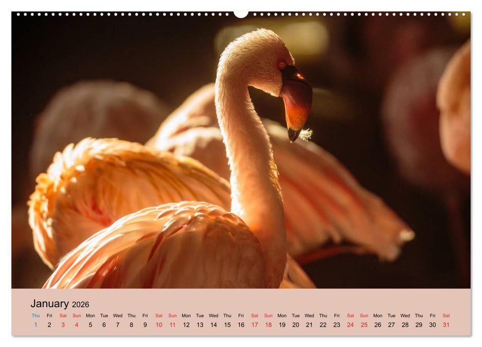Just Flamingos (CALVENDO Premium-Calendar 2026)