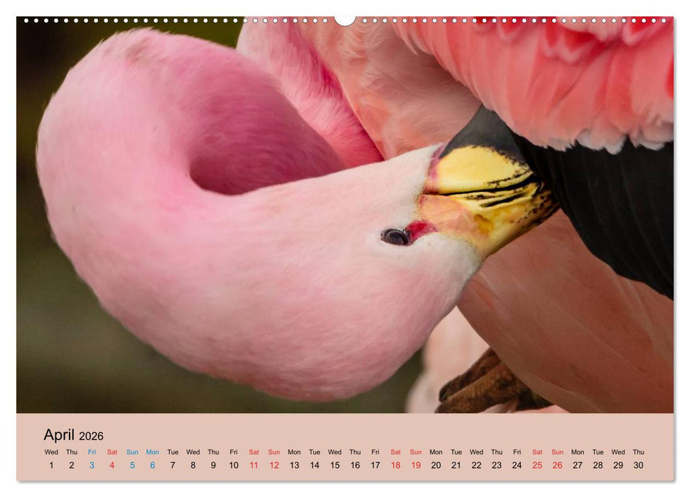 Just Flamingos (CALVENDO Premium-Calendar 2026)