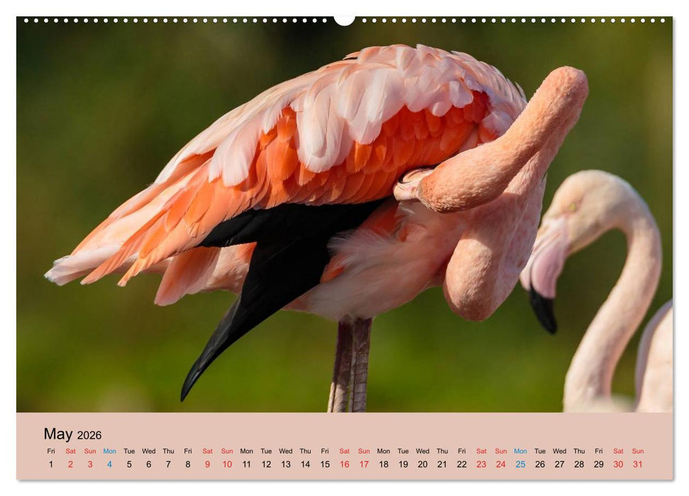 Just Flamingos (CALVENDO Premium-Calendar 2026)