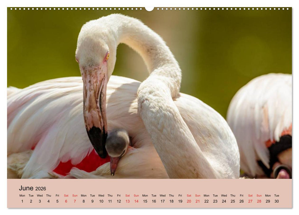 Just Flamingos (CALVENDO Premium-Calendar 2026)