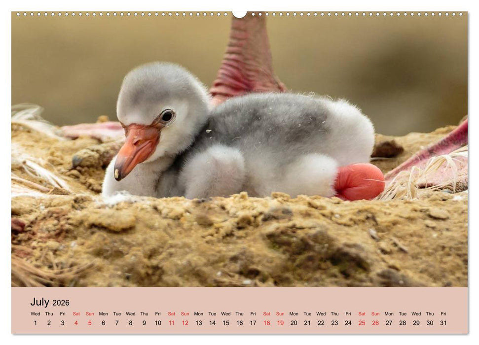 Just Flamingos (CALVENDO Premium-Calendar 2026)