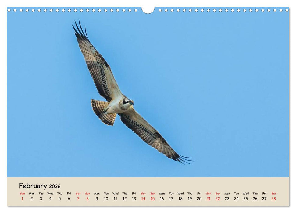 British Birds of Prey (CALVENDO Monthly Calendar 2026)