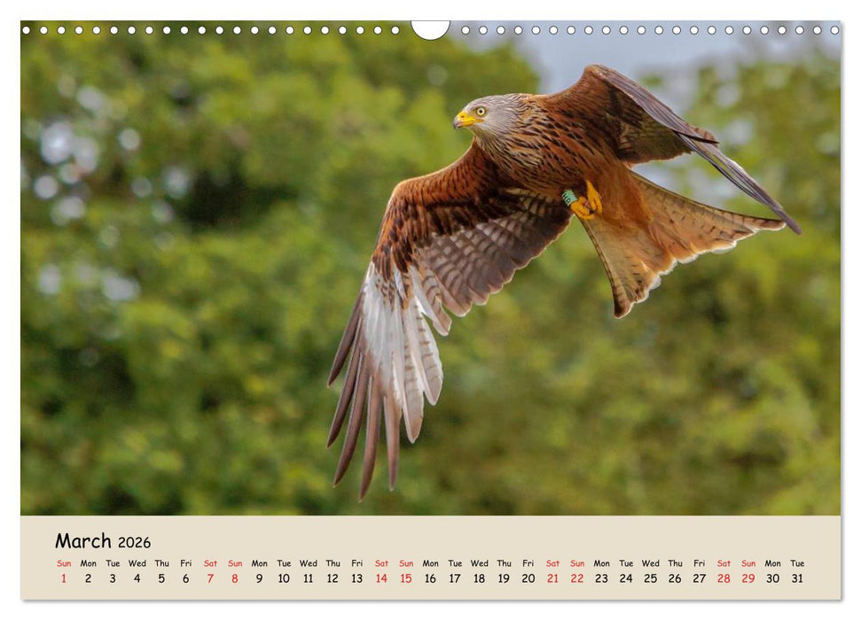 British Birds of Prey (CALVENDO Monthly Calendar 2026)
