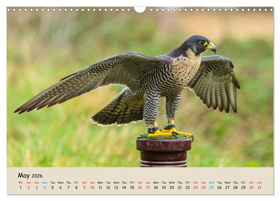 British Birds of Prey (CALVENDO Monthly Calendar 2026)