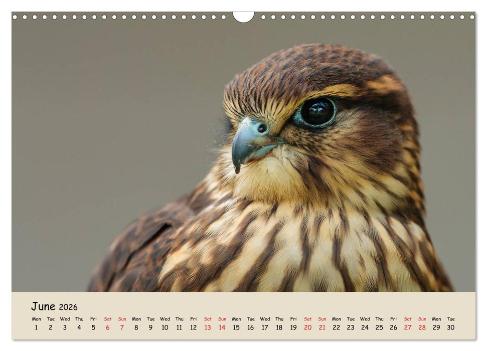 British Birds of Prey (CALVENDO Monthly Calendar 2026)