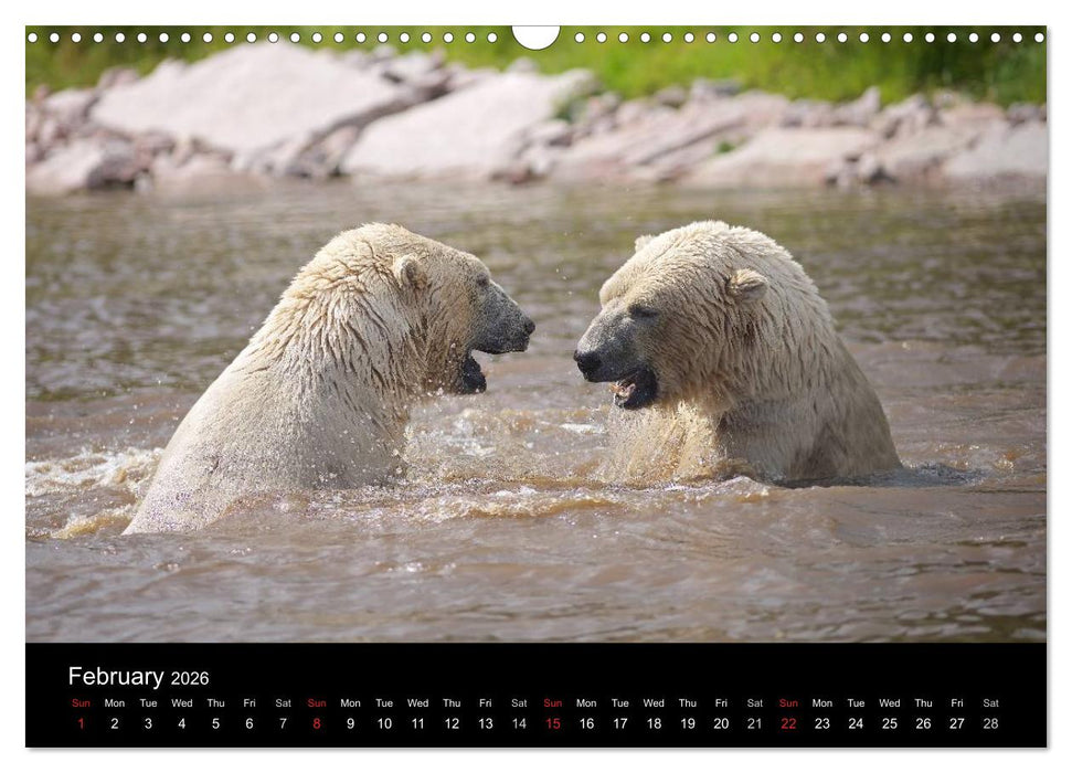 POLAR BEARS - ARCTIC LEGENDS (CALVENDO Monthly Calendar 2026)