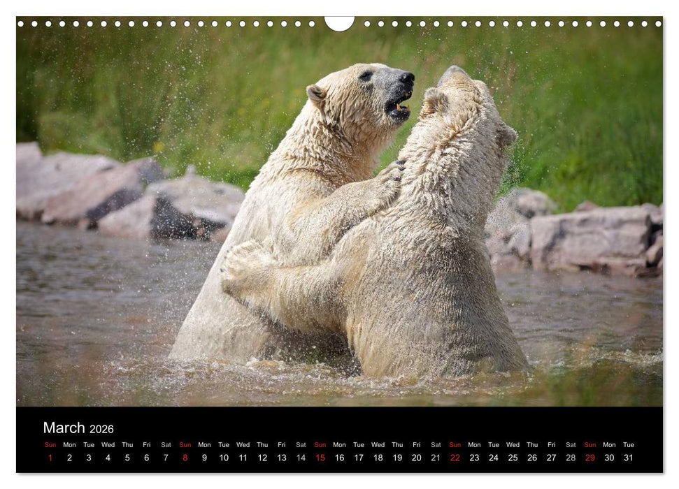 POLAR BEARS - ARCTIC LEGENDS (CALVENDO Monthly Calendar 2026)