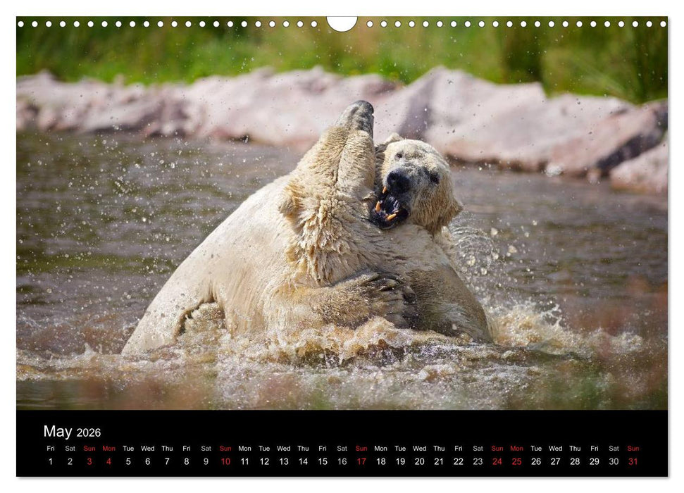 POLAR BEARS - ARCTIC LEGENDS (CALVENDO Monthly Calendar 2026)