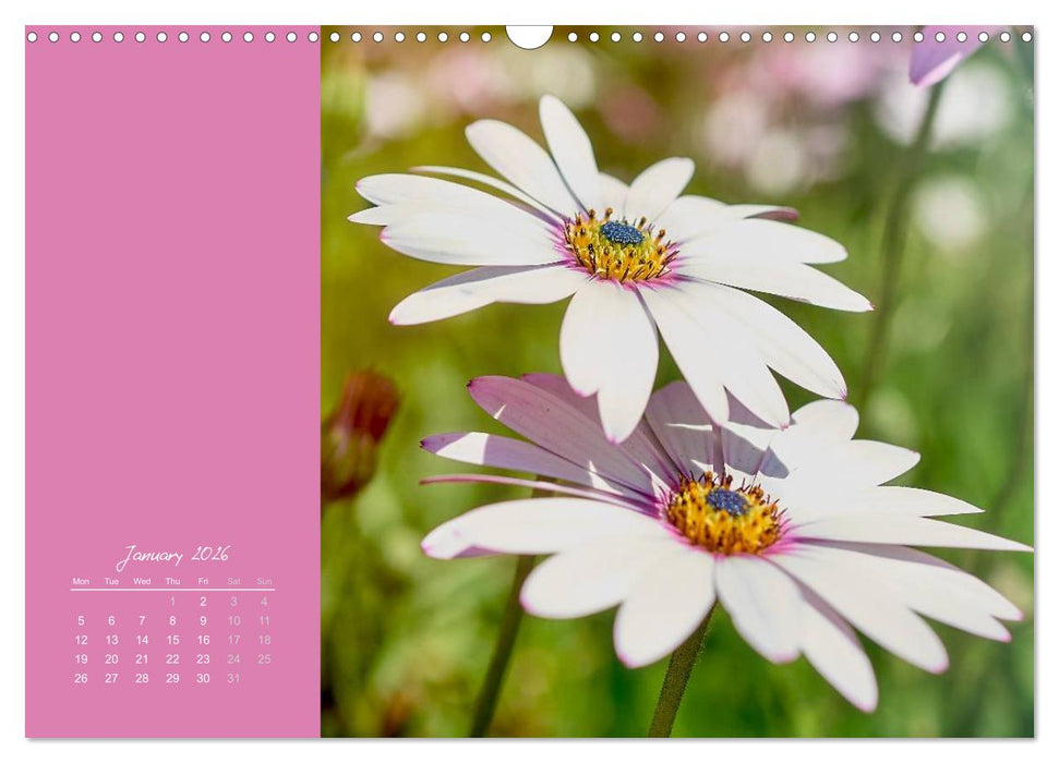 Vibrancy of flowers (CALVENDO Monthly Calendar 2026)