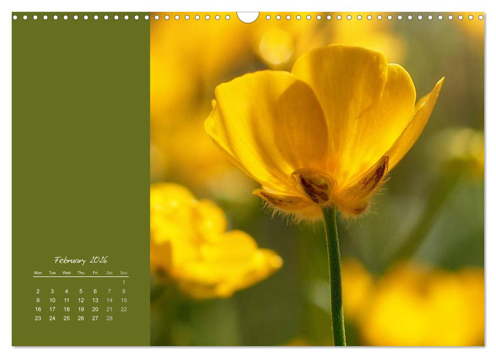 Vibrancy of flowers (CALVENDO Monthly Calendar 2026)