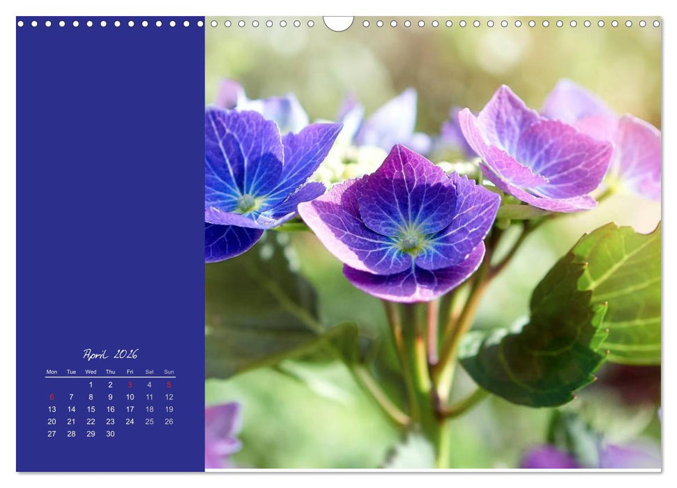 Vibrancy of flowers (CALVENDO Monthly Calendar 2026)