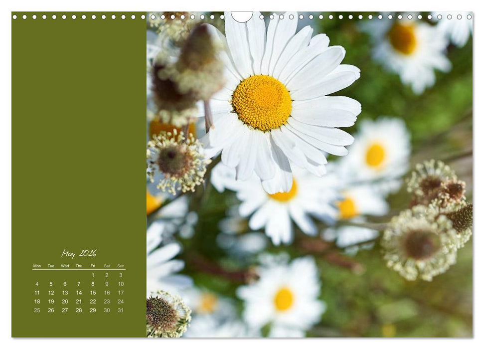 Vibrancy of flowers (CALVENDO Monthly Calendar 2026)