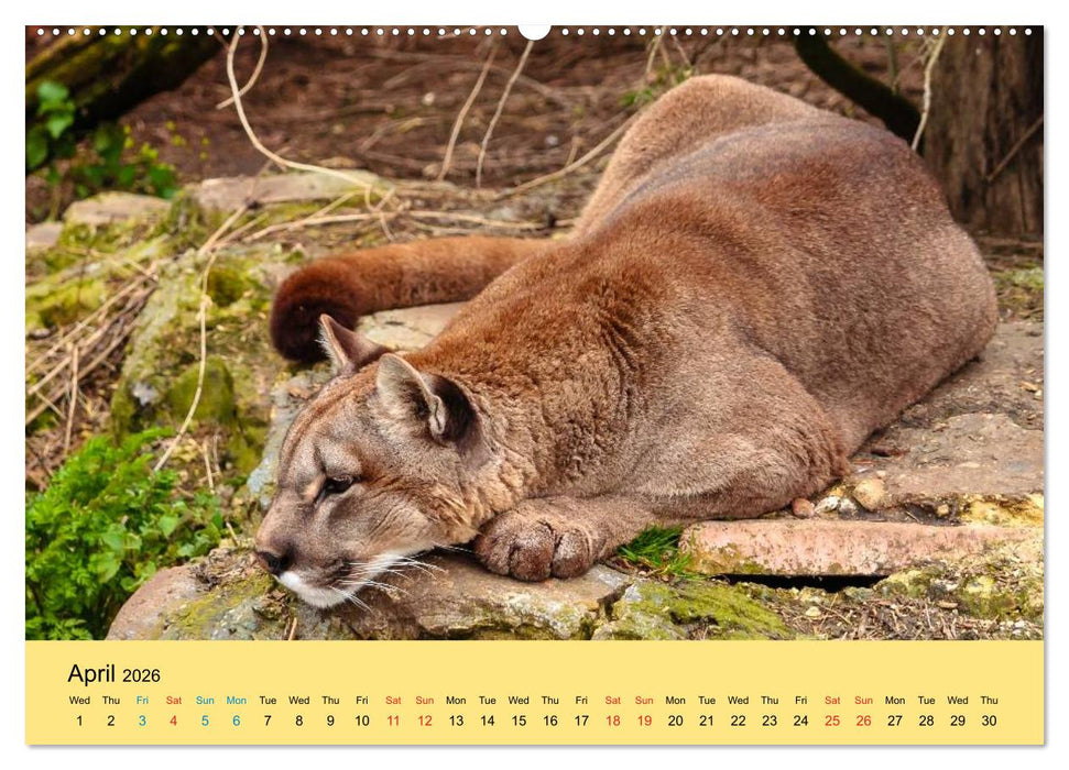 Just Big Cats (CALVENDO Premium-Calendar 2026)
