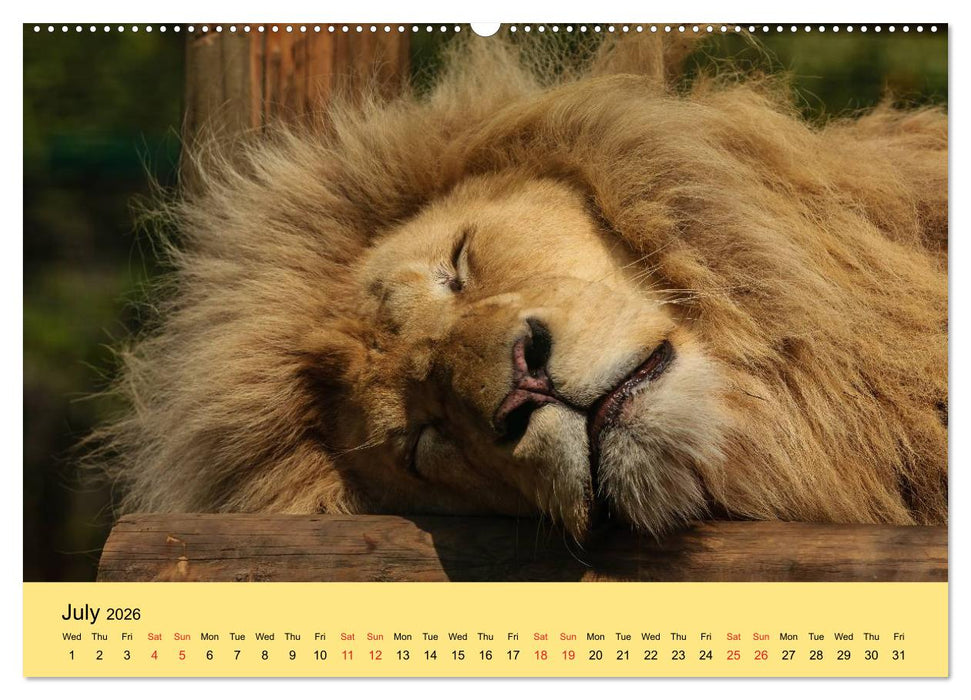 Just Big Cats (CALVENDO Premium-Calendar 2026)