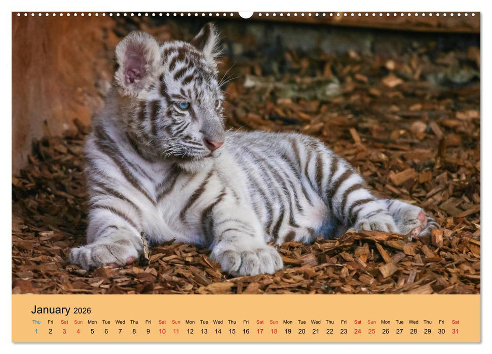 Just Bengal Tigers (CALVENDO Premium-Calendar 2026)