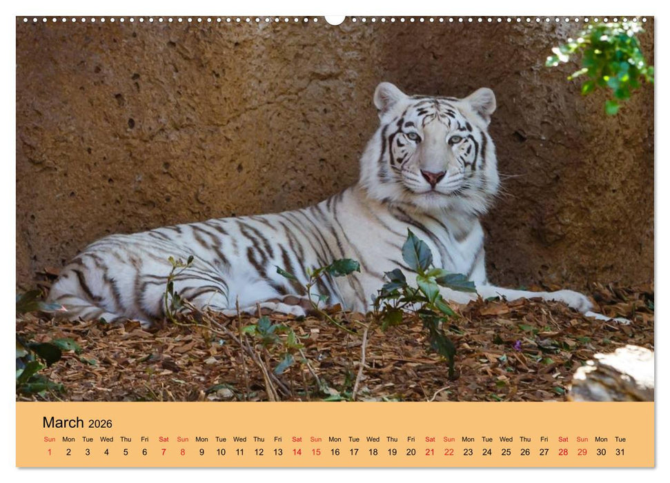 Just Bengal Tigers (CALVENDO Premium-Calendar 2026)