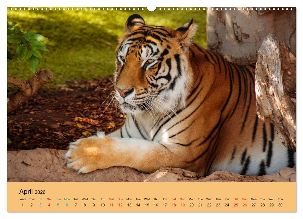 Just Bengal Tigers (CALVENDO Premium-Calendar 2026)