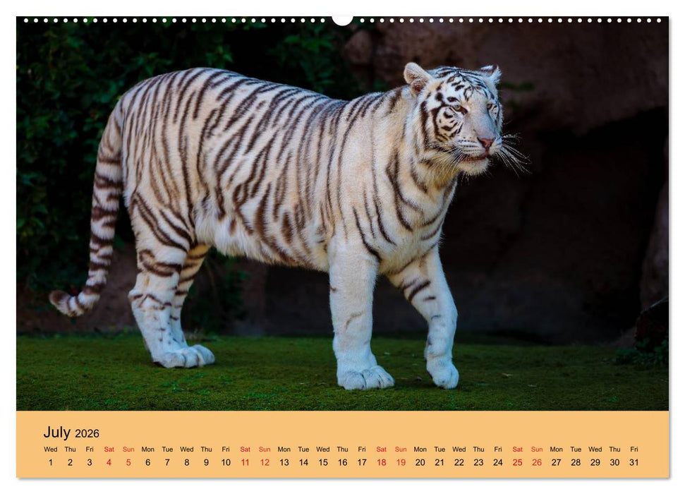 Just Bengal Tigers (CALVENDO Premium-Calendar 2026)