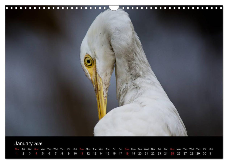 World of Heron (CALVENDO Monthly Calendar 2026)
