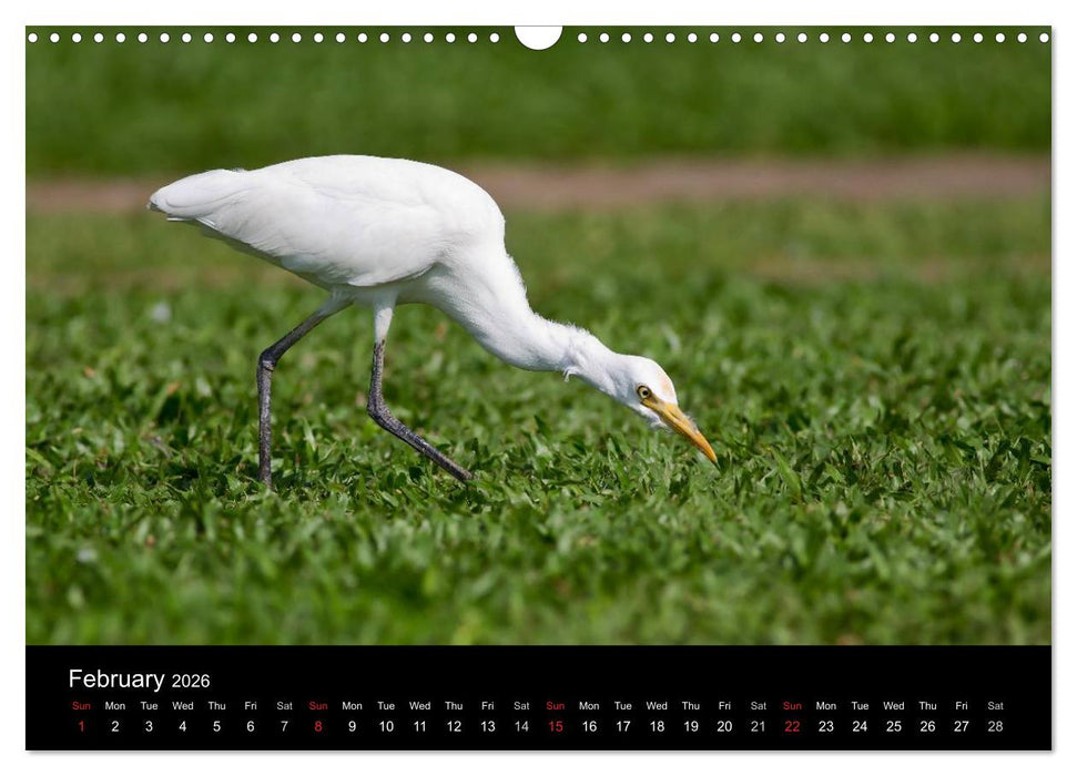 World of Heron (CALVENDO Monthly Calendar 2026)
