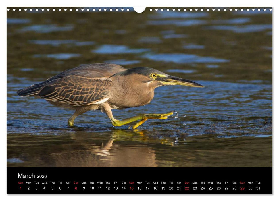 World of Heron (CALVENDO Monthly Calendar 2026)