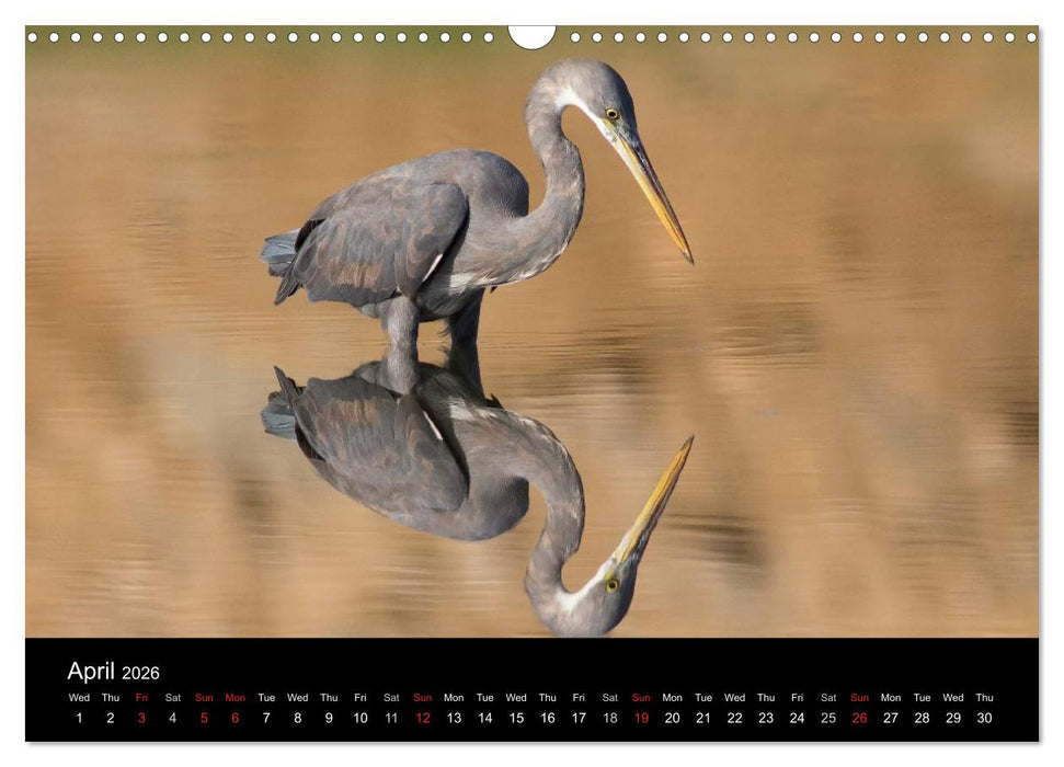 World of Heron (CALVENDO Monthly Calendar 2026)