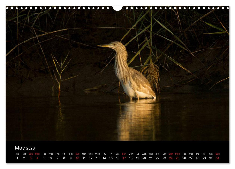 World of Heron (CALVENDO Monthly Calendar 2026)