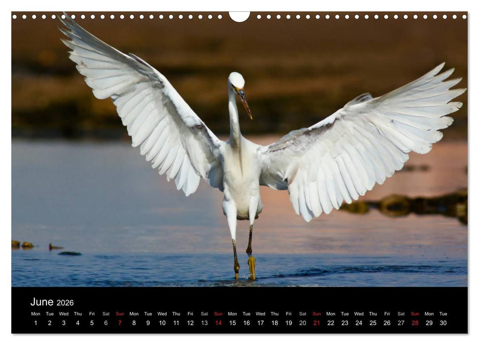 World of Heron (CALVENDO Monthly Calendar 2026)