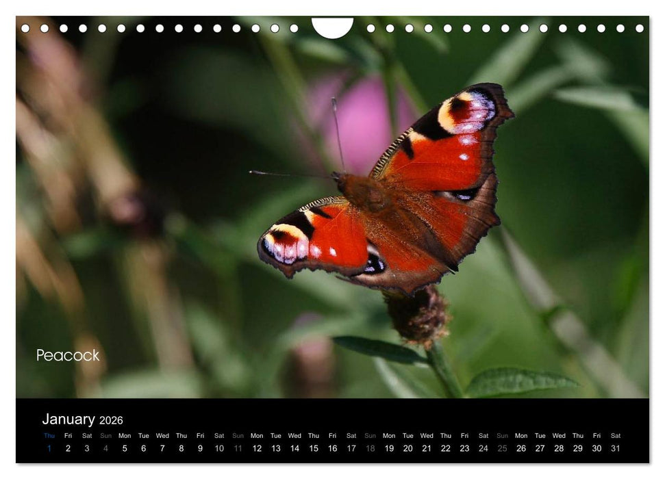 Beautiful British Butterflies (CALVENDO Monthly Calendar 2026)