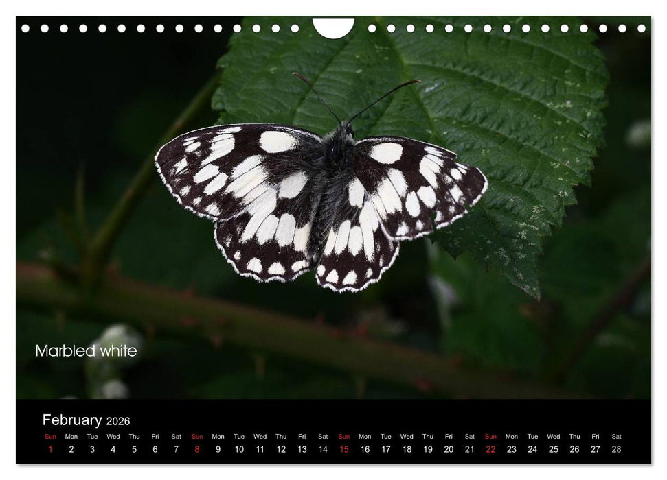 Beautiful British Butterflies (CALVENDO Monthly Calendar 2026)