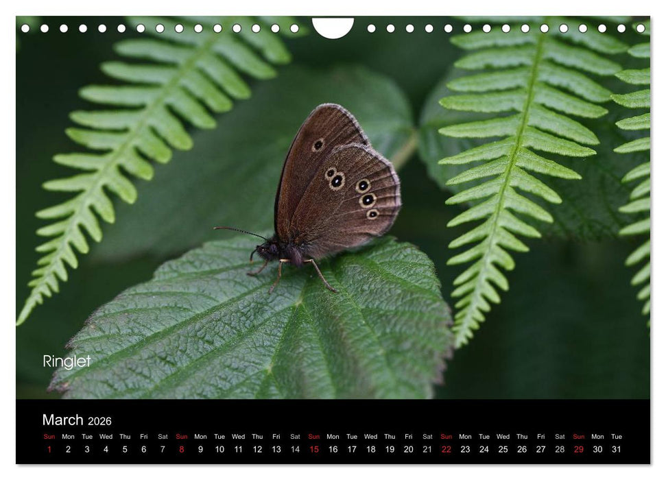 Beautiful British Butterflies (CALVENDO Monthly Calendar 2026)