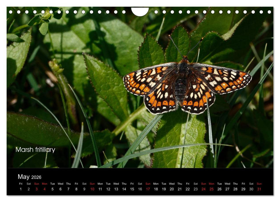 Beautiful British Butterflies (CALVENDO Monthly Calendar 2026)