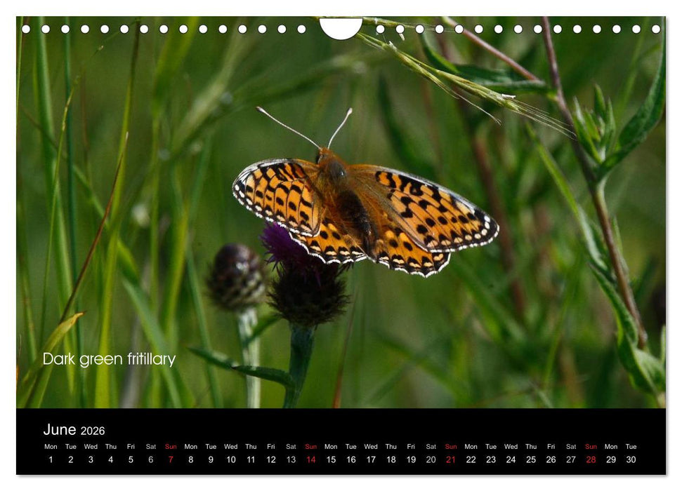 Beautiful British Butterflies (CALVENDO Monthly Calendar 2026)