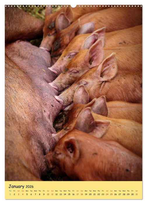 Just Pigs (CALVENDO Premium-Calendar 2026)